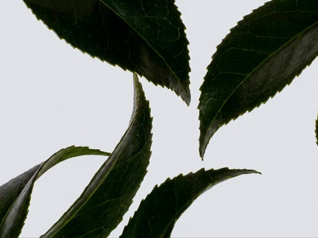 How L-theanine supports calm, clear focus